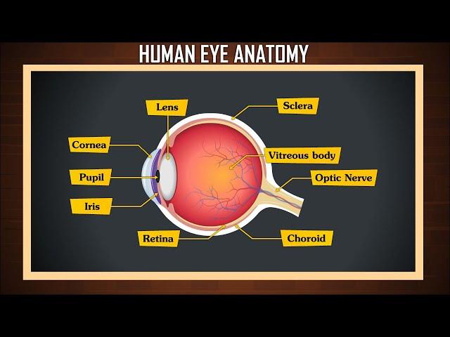 Human Eye Anatomy | Structure and function | Parts of the Eye