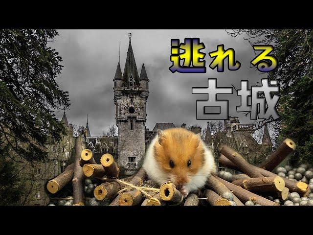 ハムスターが100年前の廃墟の城から逃げ出しました。状況は非常に劇的で魅力的です【スーパーハムスター】