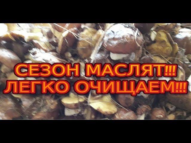 Грибы маслята. Как легко их очистить?