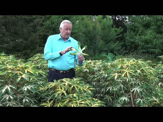 In the Garden with Dave Forehand: Tapioca Plant