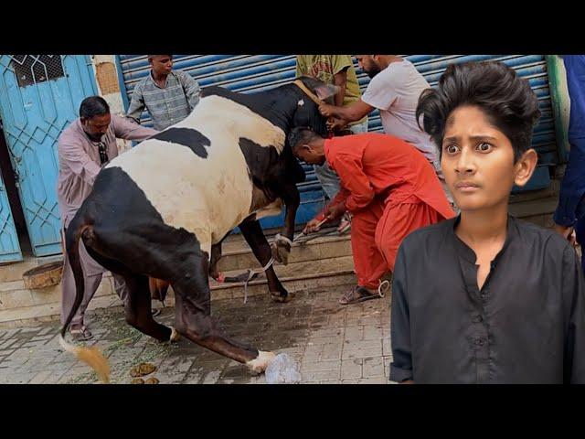 Bakra Eid 1st Day VlogCow Qurbani