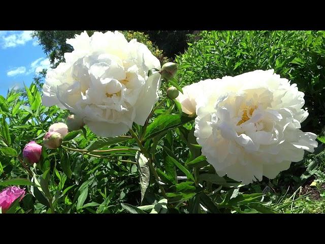 Пион ЛАВЕС ТОЧ / Peony LOVE'S TOUCH - ОБЗОР, ОПИСАНИЕ, ЦВЕТЕНИЕ, ОТЗЫВ