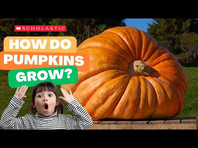 A Pumpkin  Grows  | STEM for Kids