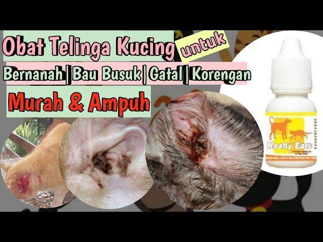 OBAT TELINGA KUCING BERAIR BAU BUSUK  BERNANAH  BERDARAH  GATAL  EAR MITES PADA KUCING