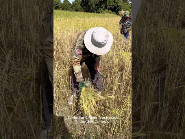 Cambodian Onetime Rice Harvest #rice #harvest #travel