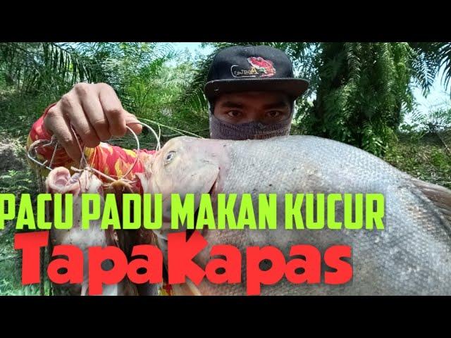 STRIKE PACU SAIZ PADU | PACU MAKAN KUCUR #BTGBERJUNTAI #AYIEZUZU #TAPAKAPAS