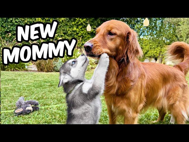 Puppies Meet My Dogs!