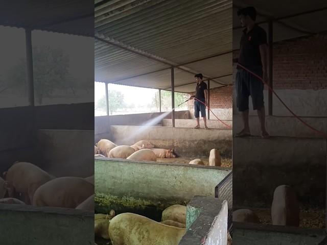 Pig farm work time।Pig farming in Rajasthani village ।Pig farm management । #pig