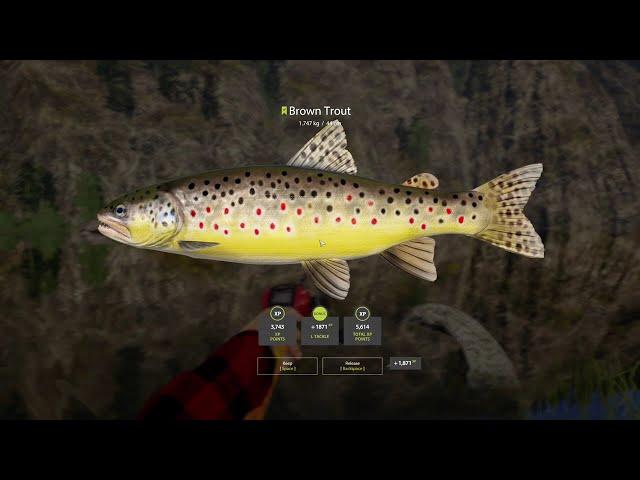 RF4  - [Belaya River] Active Browns & Grayling Spot + 200S.neaky (7.10.2024)