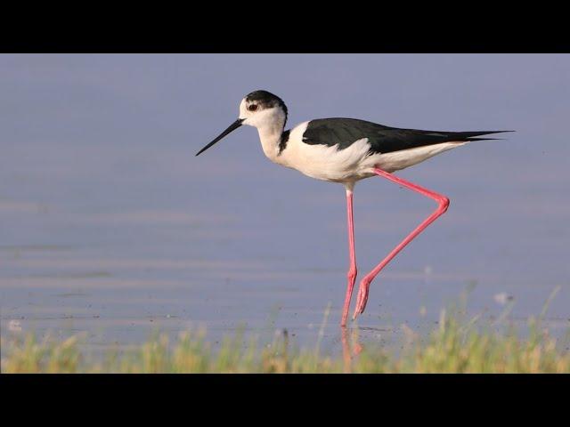 Stelzenläufer – Black-winged stilt – Himantopus himantopus (Seewinkel, 11.05.2024)