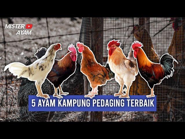 5 AYAM KAMPUNG PEDAGING TERBAIK PART 1