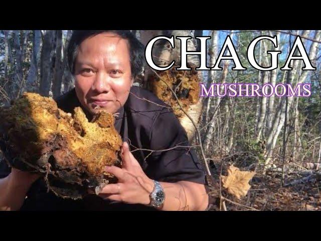  16- Nấm Chaga của cây bạch dương