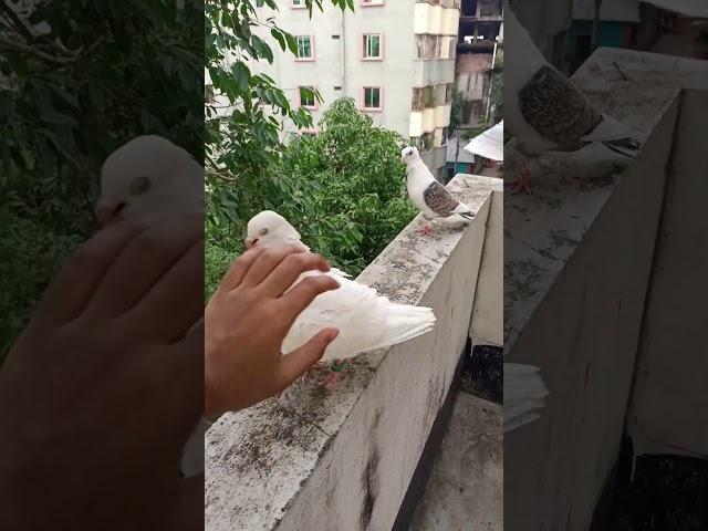 2 BRAVE PIGEON!!