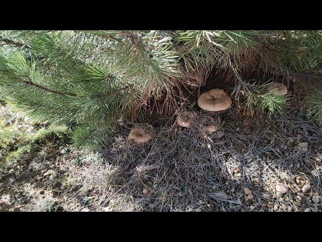 Lactarius Deliciosus / The Orange Edible Milk Mushroom / Season 2021