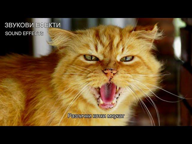 Мяукане на котка (4) ЗВУКОВИ ЕФЕКТИ - SOUND EFFECTS Cat meowing (4)