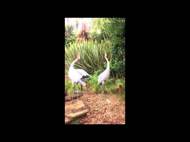 Brolga trumpeting