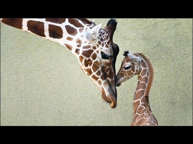 Giraffe Calf Born at Brookfield Zoo