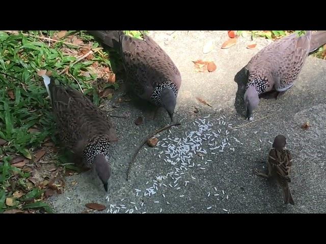 Spotted Doves Eating.