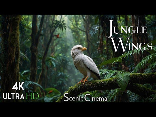 Tropical Forest Birds | Life Of Birds In Rainforest | Scenic Cinema With Birds & Jungle Sounds