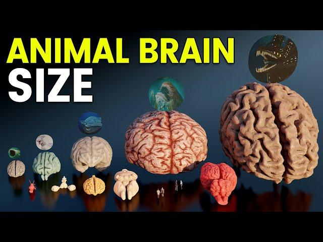 3D Brain Size Comparison | Animal, Dinosaur and Sea Monster Brains