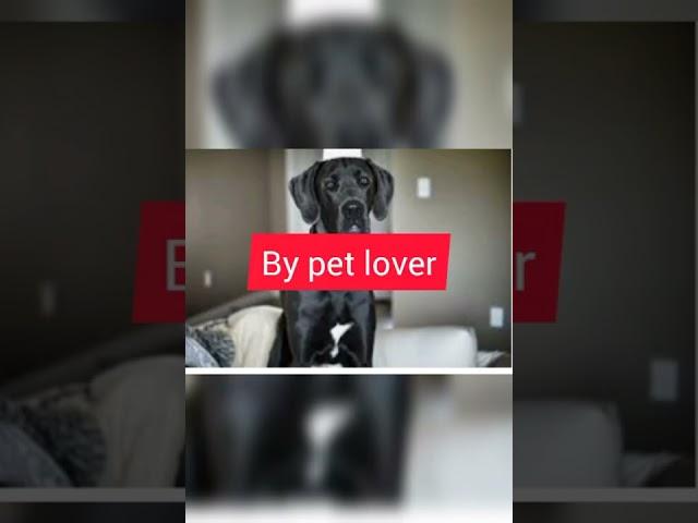 #hash great dane dog by pet lover video 2