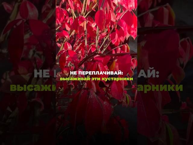 Лучшие кустарники для сада. #landscapedesign #кустарники #декоративныекустарники #питомникрастений