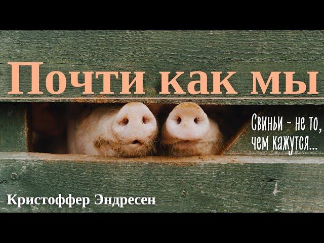 «Почти как мы. Вся правда о свиньях» / Кристоффер Эндресен.