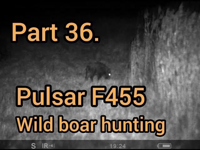 Part 36. Wild boar hunting, Pulsar F455