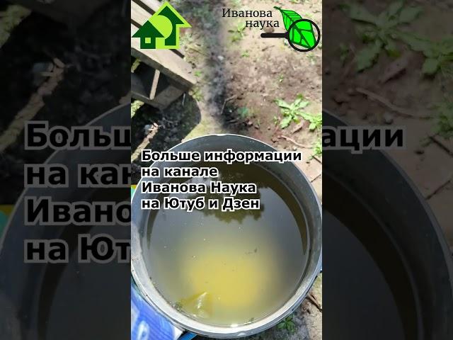 ФИТОФТОРЫ НЕ БУДЕТ! Просто используйте молоко. Молоко против фитофтороза томатов и картофеля.