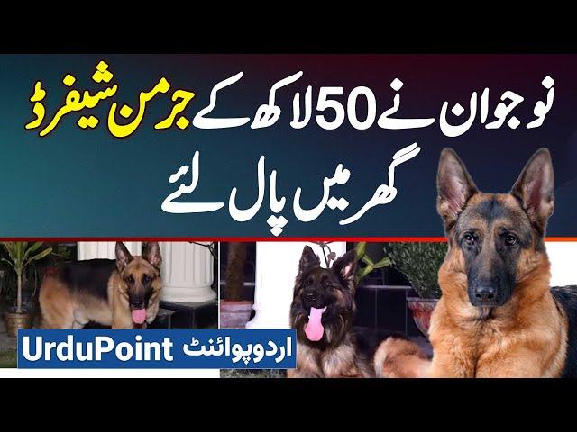 Pakistani Ne Ghar Me 50 Lakh Ke German Shepherd Dog Paal Liye, German Shepherd Dog Price In Pakistan