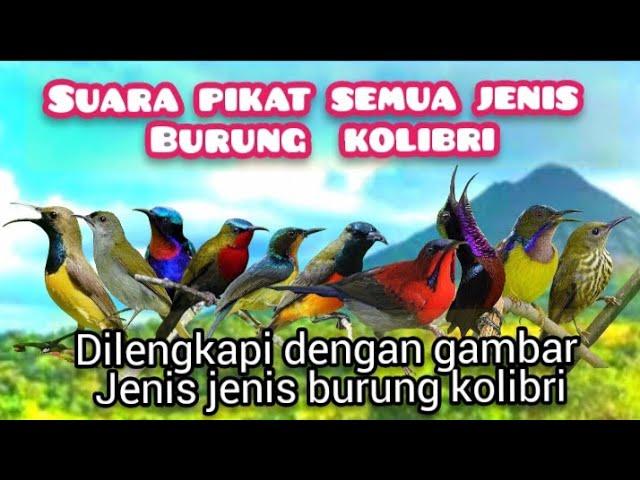 Suara Pikat Semua Jenis Burung Kolibri Paling Ampuh