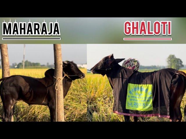 Ox Race Live Today | khalsa tv live Ox Race | Pendu Culture | Malwa Tv | Bald Races Punjab |