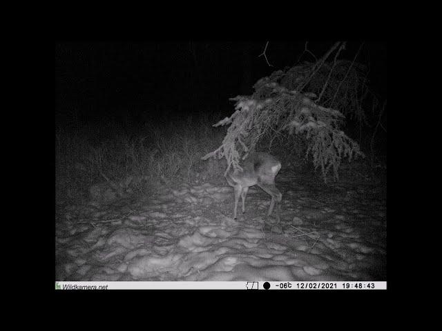 Bockkitz wird von Schwarzwild verschreckt