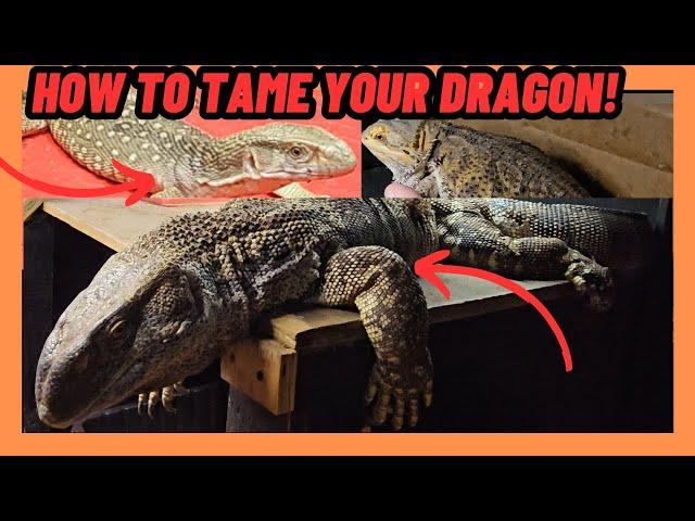 HOW TO TAME YOUR DRAGON! LIZARDS!