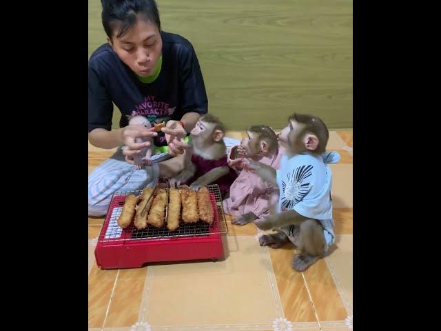 All smart baby monkey hungry they to helps mom cooking food and wait mom sharing for eat