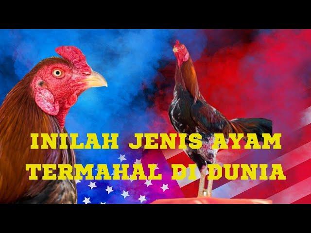 Inilah Jenis Ayam Hobi Termahal di Thailand Bahkan Di Dunia