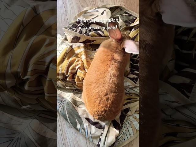 Кролик и работа. #rabbit #pets #кролик #funny #прикол #юмор #позитив #животные #работа