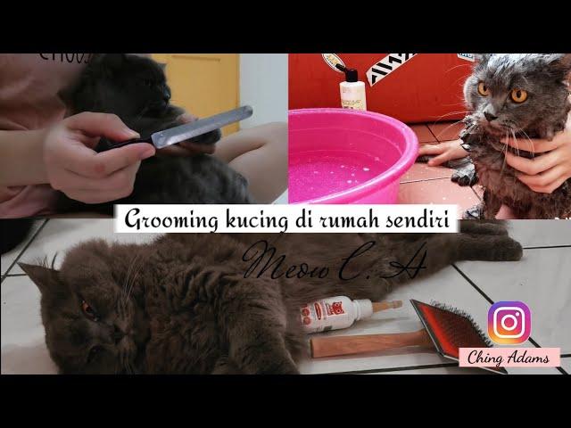 CARA GROOMING KUCING DI RUMAH SENDIRI | CARA MEMANDIKAN KUCING (EP-7)