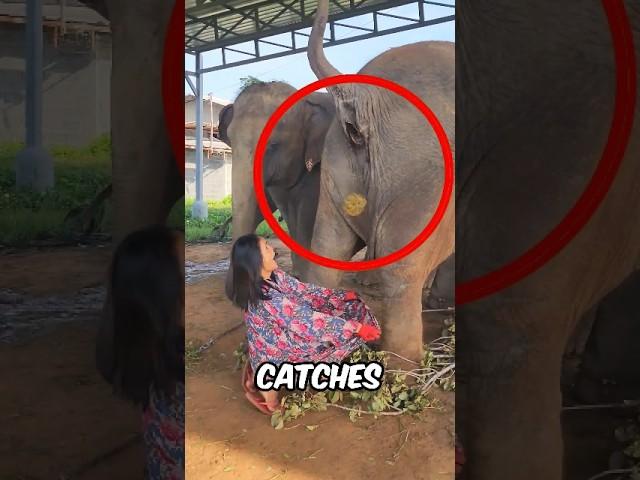 Girl Collects Elephant Poop 