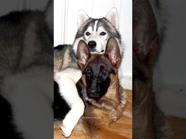 German Shepherd vs Husky Funniest Huskies | Best Videos #husky #doglovers #huskydog #shorts #dog