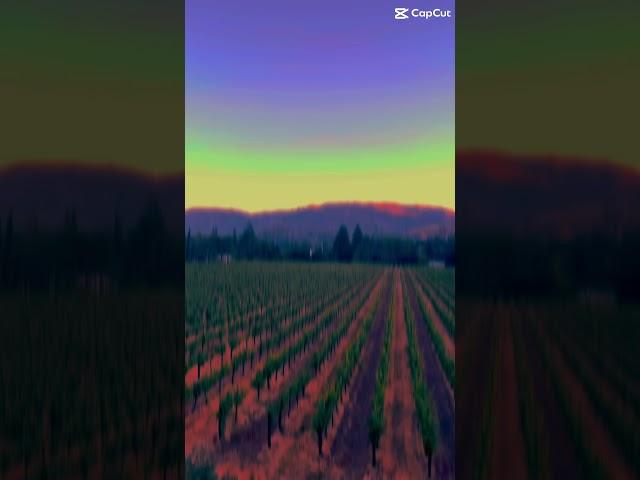 #napavalley #wine #california #tourism #shorts #short #shortvideo #shortsvideo