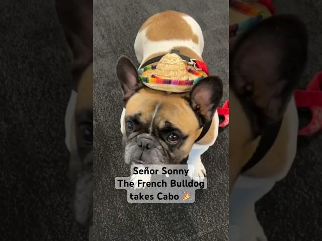 French bulldog goes to Mexico  #frenchbulldog #dogshorts #shorts