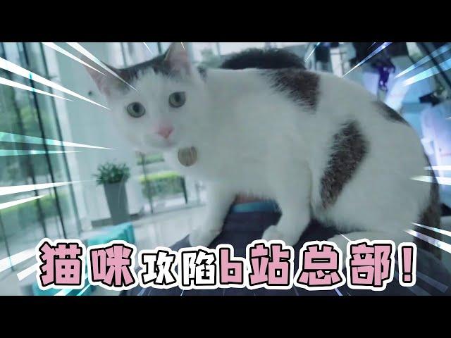 我家猫攻陷了bilibili总部！你敢信？【蒂姆嘟嘟Tim】