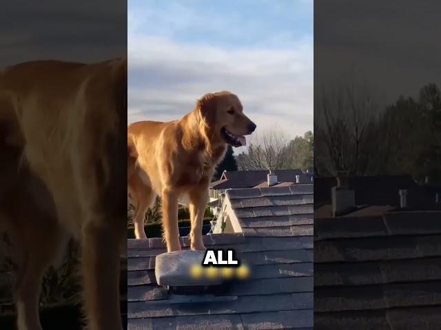 He saw his dogs doing something crazy from a recording