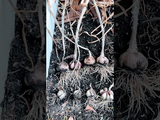 #마늘 농사 보고서 #the very first annual report on my #organic garlic farm #첫 연례 보고서