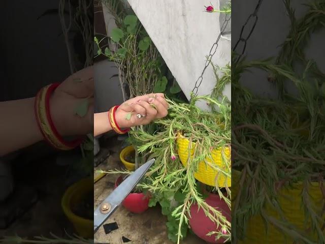 Pruning of red moss/9’0 clock/portulaca #horticulture #bonsai #gardening #plants #compost