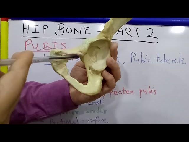 HIP BONE - PART 2 BY DR MITESH DAVE