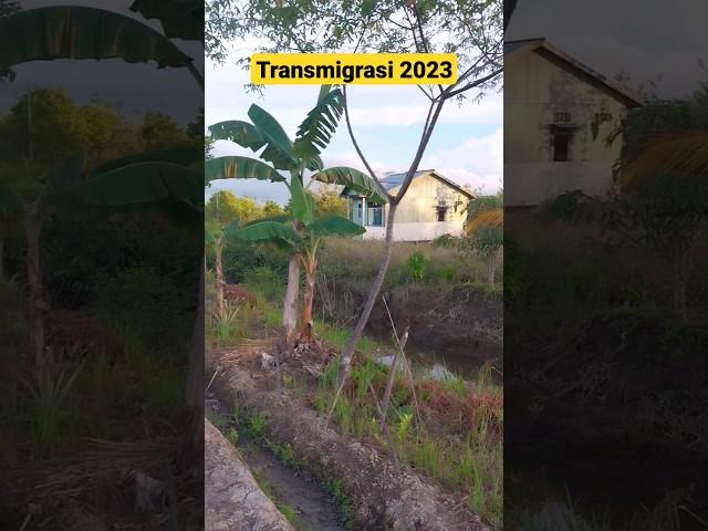 TRANSMIGRASI‼️2023 KALIMANTAN UTARA #shorts