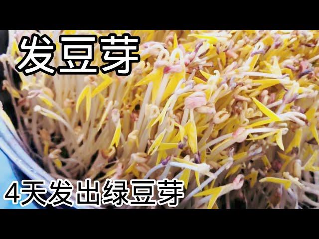 如何发绿豆芽（Grow Mung Bean Sprouts）