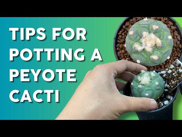 How to Pot Lophophora  | Best Soil Mix, Perfect Pot, & Aftercare Tips